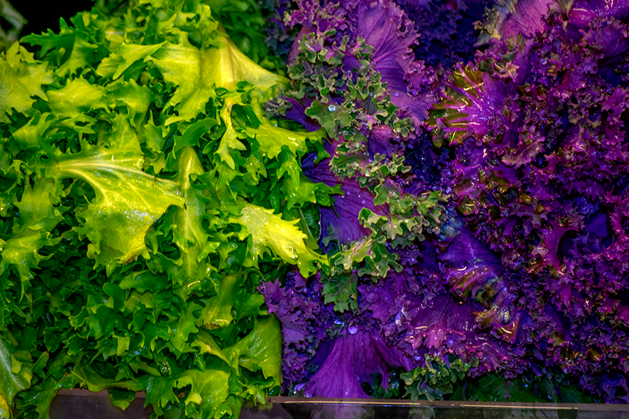 Two different colored lettuces